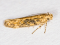 Scrobipalpa ocellatella
